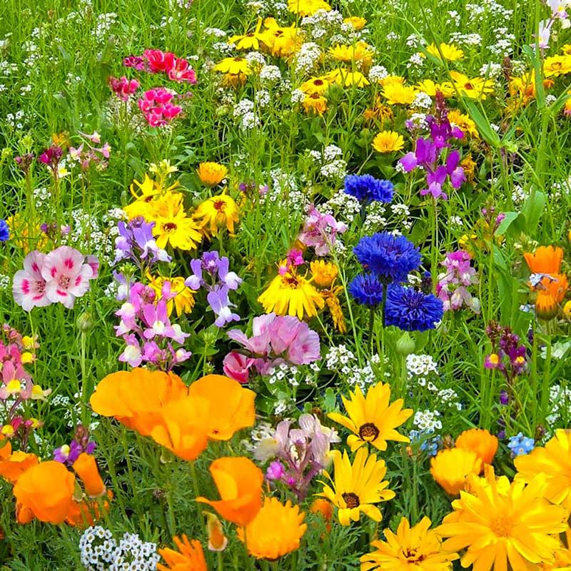 Gin & Wildflowers