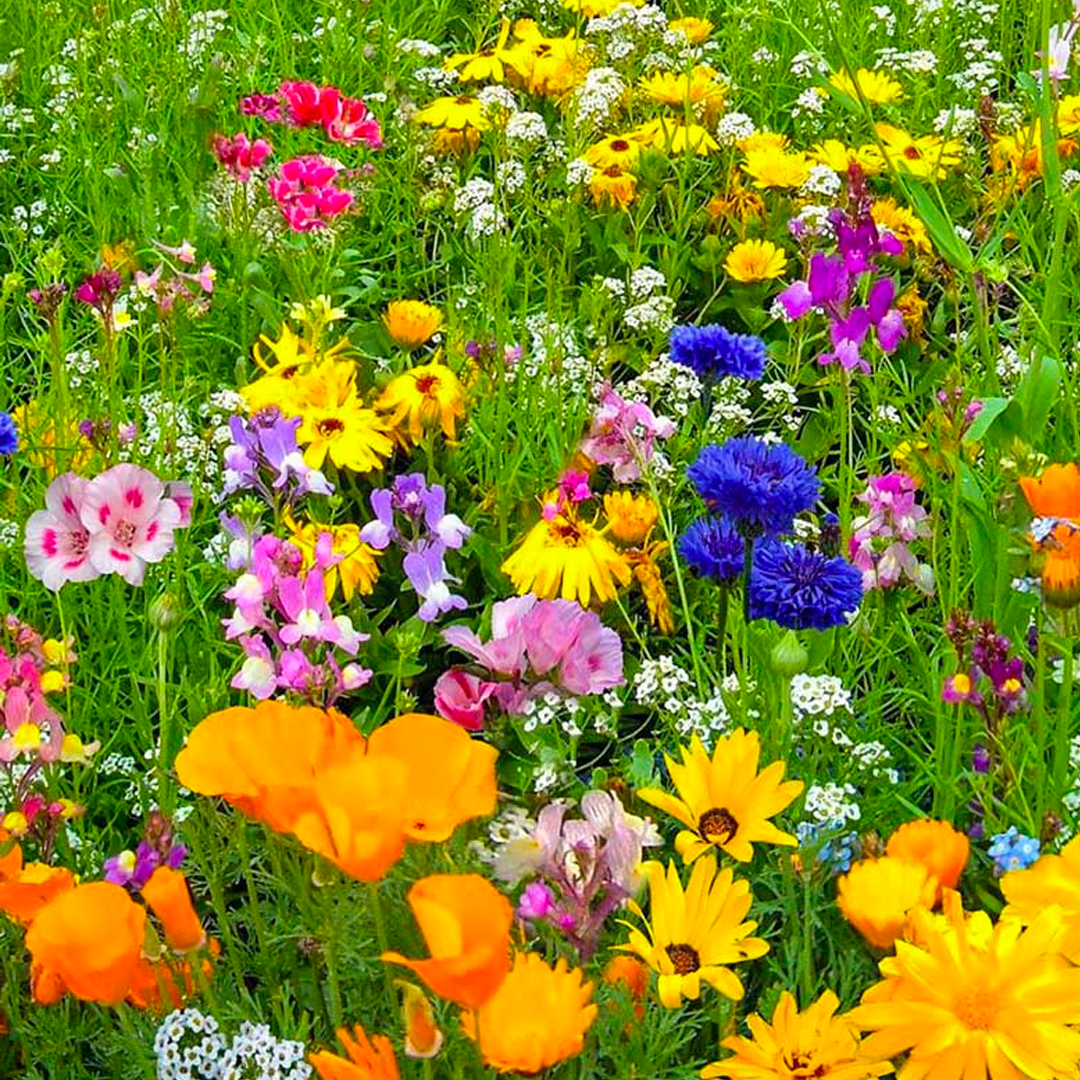 Wildflower Seeds for your garden